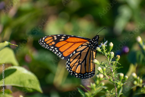 Monarch butterfly on a flower © Natasha