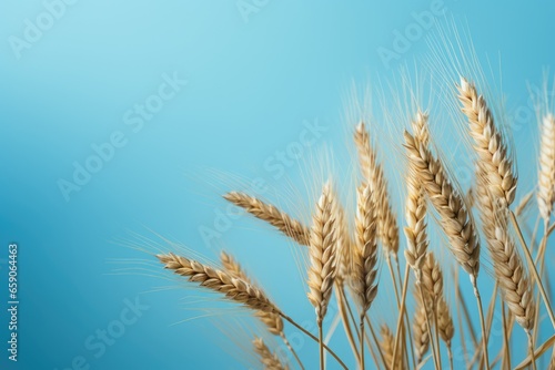 Ears of wheat on blue background