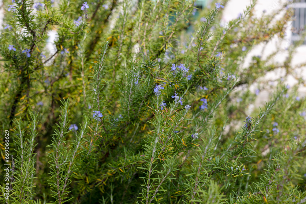 a garden full of rosemary herbs and flowers a garden full of rosemary herbs and flowers