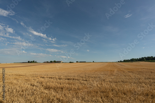 View over mowed grain field with stubble of grain plants in rural area in late summer just before harvest