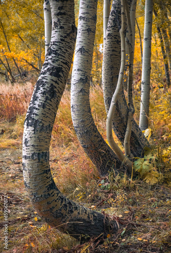 Colorado season change with aspen and elm color change in the Rocky Mountains. The variety of colors make it a beautiful background.