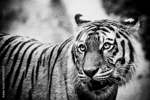 Portrait d'un magnifique tigre de Sibérie