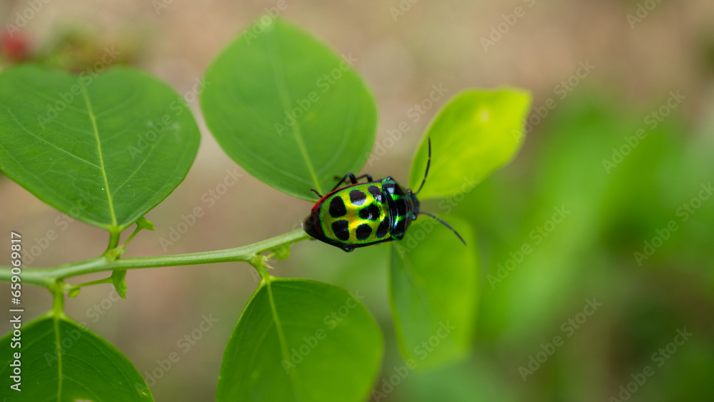 Ladybugs live on leaves during the day.