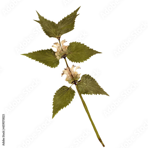 Slika na platnu Isolated Pressed and dried White Wild flower with leaves