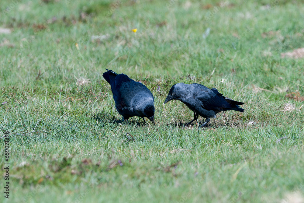 Obraz premium Dohlen bei der Futtersuche in Schweden im Herbst