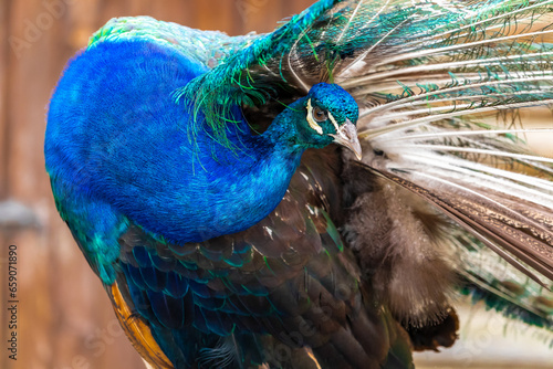 Beautiful peacock with feathers out, close-up portrait.
Piękny paw z piórami, portret z bliska. photo