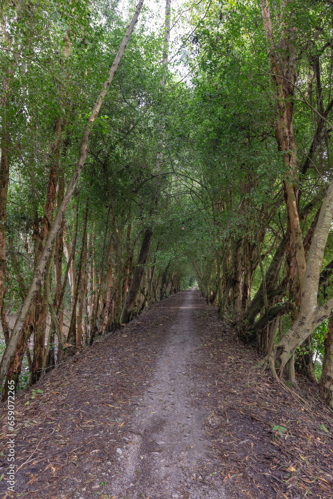 Tra Su forest - Melaleuca Cajuputi forest, a famous destination to travel in Mekong Delta Vietnam Tra Su forest - Melaleuca Cajuputi forest, a famous destination to travel in Mekong Delta Vietnam