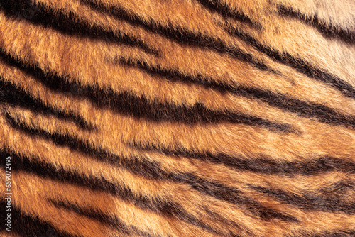 real tiger stripes on animal pelt