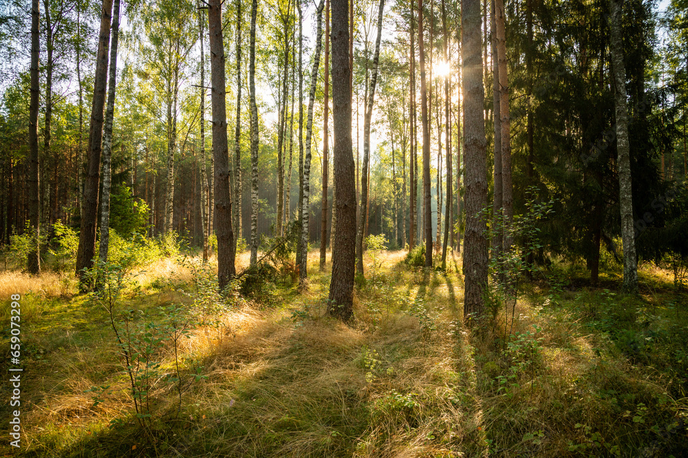 Forest landscape in autumn