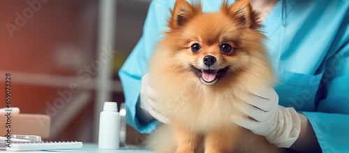 Pomeranian receiving vaccine injection at appointment