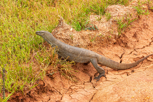 Sri Lankan Land Monitor lizard (Varanus bengalensis) in Wilpattu National Park, Sri Lanka