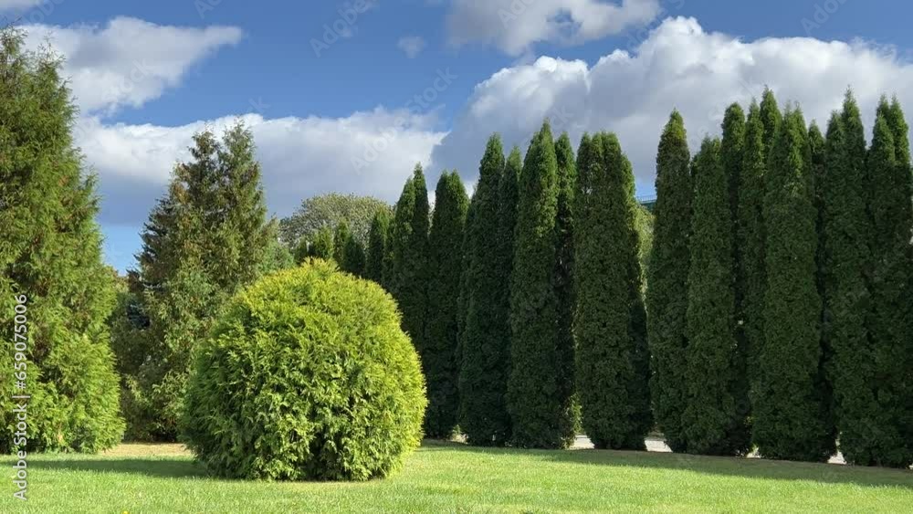 Thuja occidentalis american arborvitae in the park. Thuja occidentalis american arborvitae in the park.