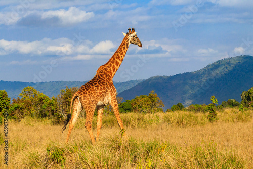 Giraffe walking in Ngorongoro Conservation Area in Tanzania. Wildlife of Africa