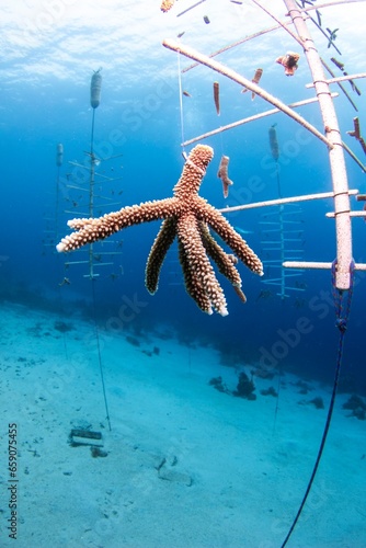 Coral Restoration project in the island of Curaçao in the Dutch Antilles. Staghorn coral is an endargered species that we need to restore. photo