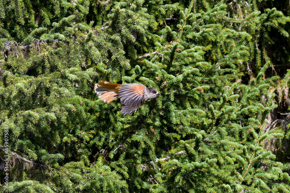 Fliegender Unglückshäher in Schweden im Herbst Fliegender Unglückshäher in Schweden im Herbst