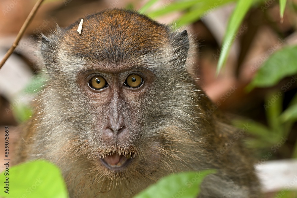 Obraz premium Crab-eating macaque or Long-tailed macaque (Macaca fascicularis). Taman Negara Bako National Park. Borneo island. Malaysia.