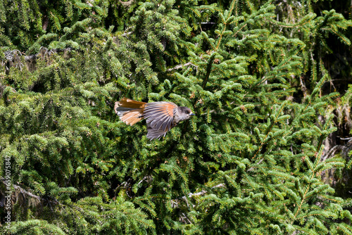 Fliegender Unglückshäher in Schweden im Herbst