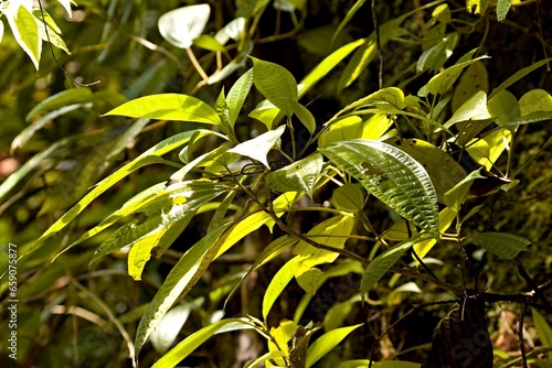 Clidemia in Taman Negara Bako National Park. Sarawak. Borneo island. Malaysia. photo