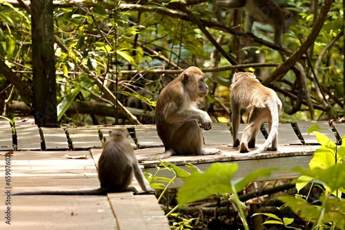 Crab-eating macaque or Long-tailed macaque (Macaca fascicularis). Taman Negara Bako National Park. Borneo island. Malaysia.
