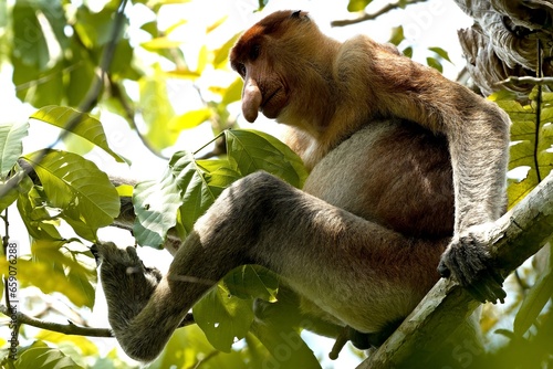 Proboscis Monkey (Nasalis larvatus) in Taman Negara Bako National Park. Borneo island. Malaysia. photo