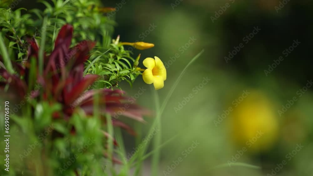 Yellow allamanda flowers swaying in the wind. The bright yellow flowers add a touch of elegance to any garden or landscape. The gentle swaying of the flowers creates a sense of peace and tranquility. Yellow allamanda flowers swaying in the wind. The bright yellow flowers add a touch of elegance to any garden or landscape. The gentle swaying of the flowers creates a sense of peace and tranquility.