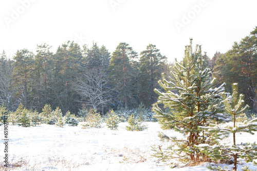 Wallpaper Mural Landscape. Frozen winter forest with snow covered trees. Torontodigital.ca