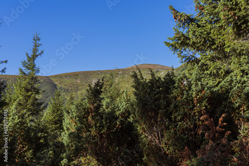 Tall evergreen trees set against a mountain backdrop, nature's grandeur in the heart of the mountains