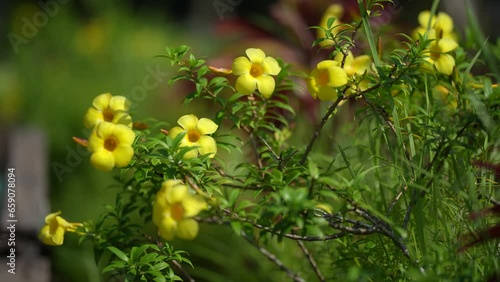 Yellow allamanda flowers swaying in the wind. The bright yellow flowers add a touch of elegance to any garden or landscape. The gentle swaying of the flowers creates a sense of peace and tranquility. photo