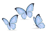  watercolor butterfly on white background	