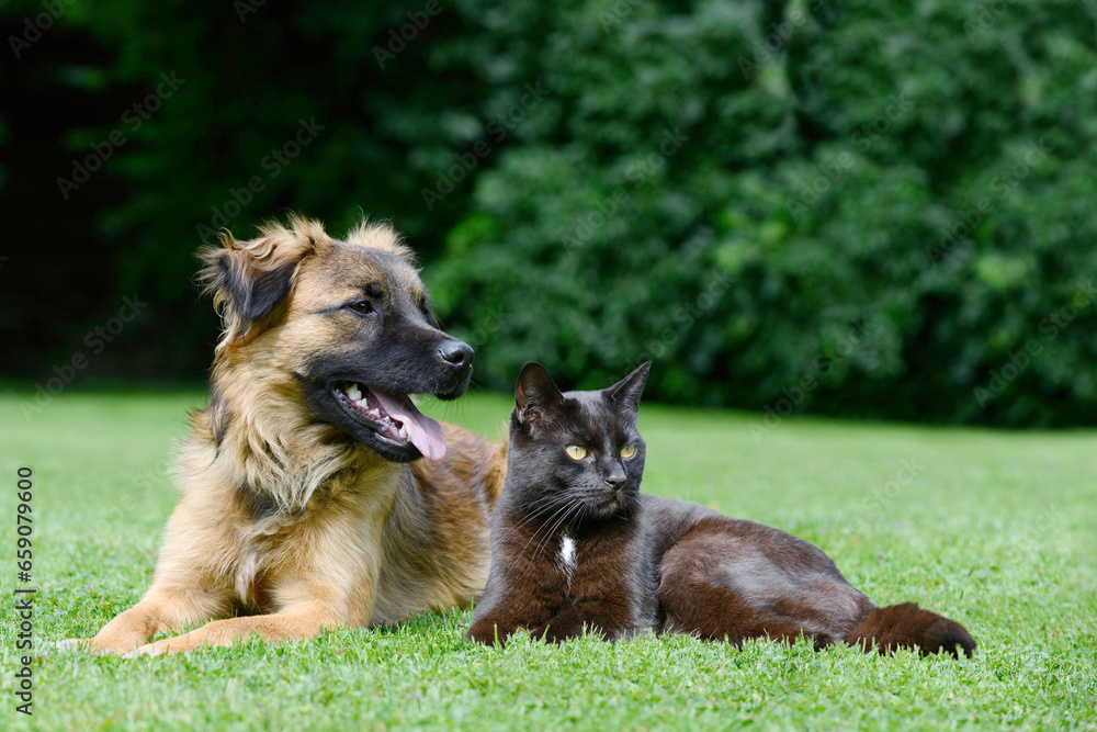 Dog and cat. the friends lying on meadow Dog and cat. the friends lying on meadow