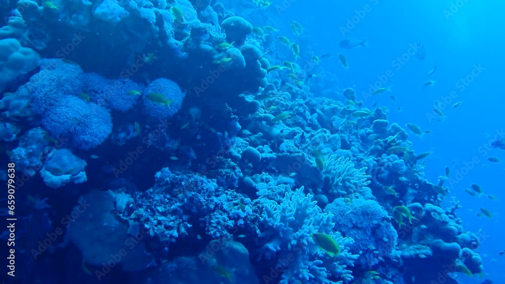Coral reef in the red sea Coral reef in the red sea