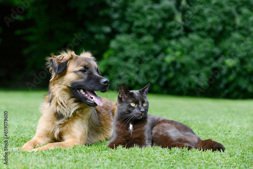 Dog and cat. the friends lying on meadow
