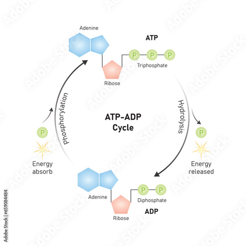 ATP-ADP Cycle Scientific Design. Vector Illustration.