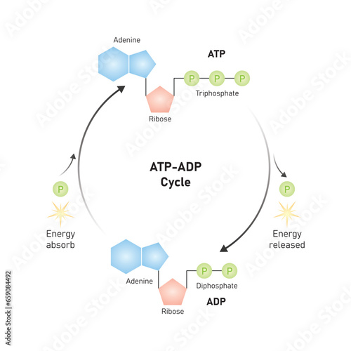 ATP-ADP Cycle Scientific Design. Vector Illustration.