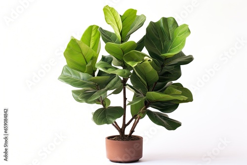 A lush and evergreen Ficus lyrata, also known as a fiddle leaf fig, gracing a modern interior space. photo