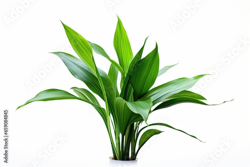 A potted Spathiphyllum  or peace lily  with lush green foliage against a white background  symbolizing health and peace.