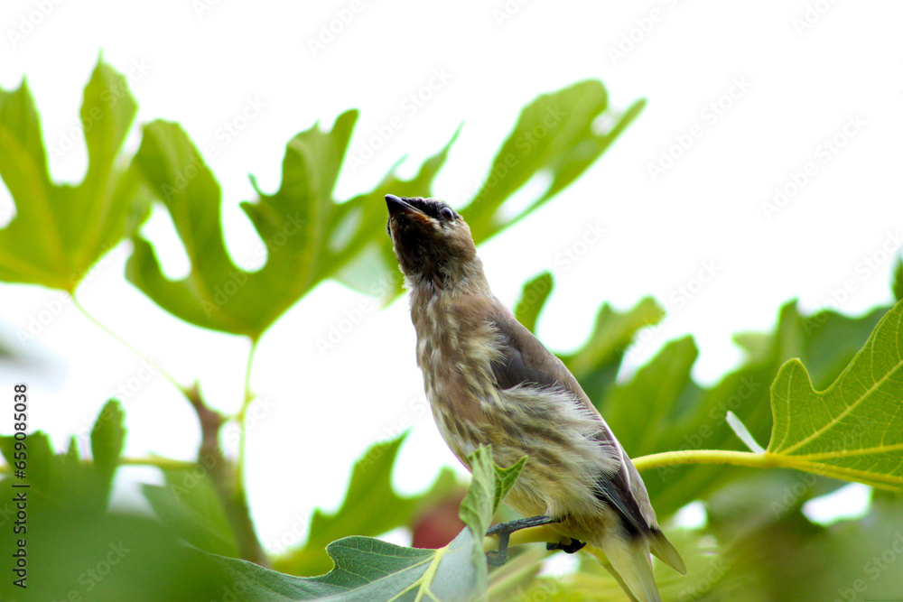 Fototapeta premium Waxwing Fig Tree Stretch 02