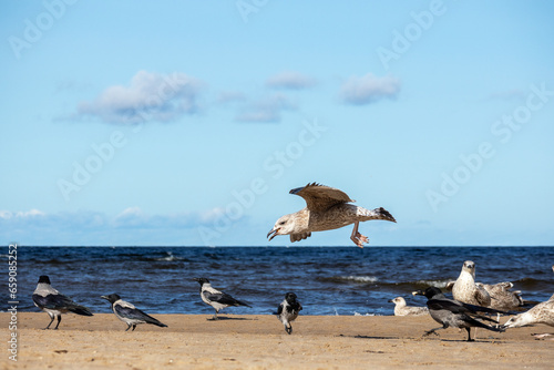 Sea gulls and gray crows fly along the seashore