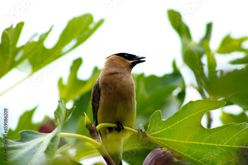 Waxwing Eating Fig 03