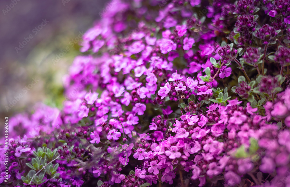 Obraz premium Blurred backgroud with dense carpet of small purple phlox flowers. 