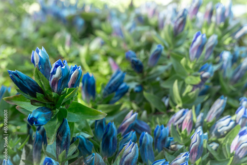 Blurred floral background with purple flowers of Gentiana septemfida.  photo