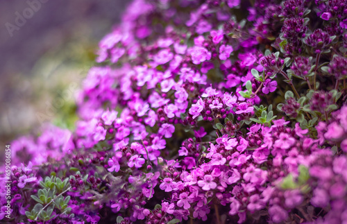Blurred backgroud with dense carpet of small purple phlox flowers. 