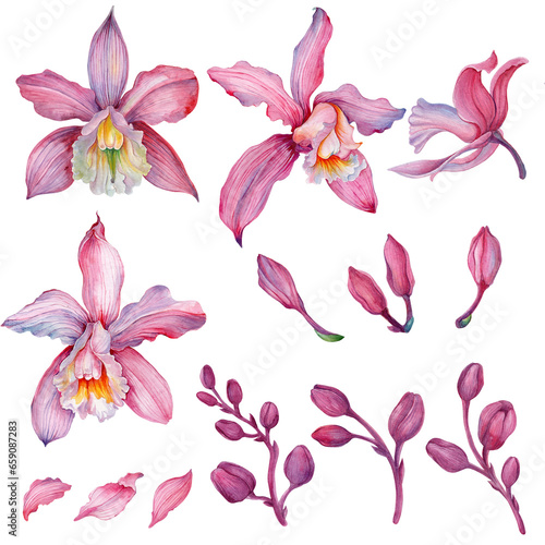 Pink orchid  Orchid aliment set with floral arrangements.