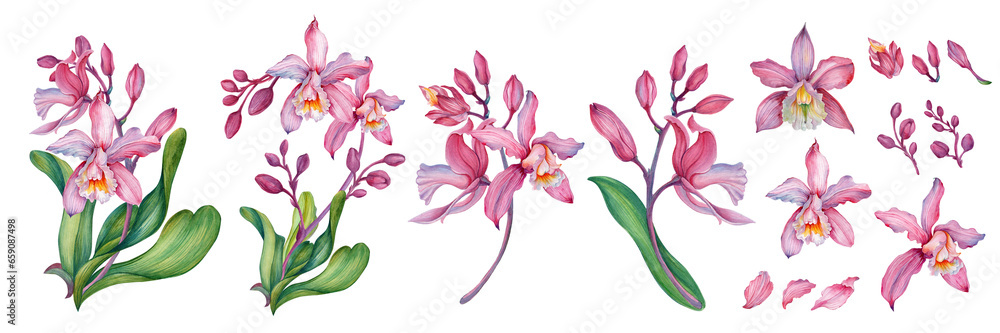 Pink orchid, Orchid aliment set with floral arrangements.