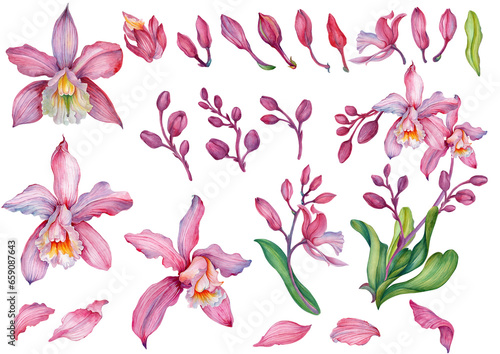 Pink orchid, Orchid aliment set with floral arrangements.