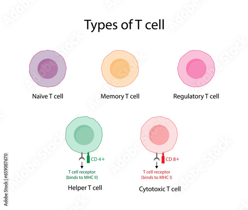 Types of T cell. Naive, regulatory and memory T Cell, helper T cell and cytotoxic T cell, CD Antigen Types., CD4 And CD8. Vector Illustration.	
