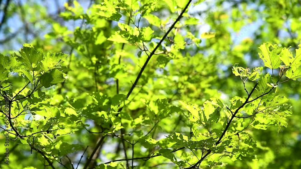 Green leaves close-up in summer..