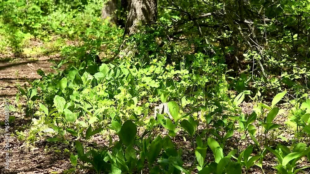 Blossoming lilies of the valley in a sunny forest Blossoming lilies of the valley in a sunny forest