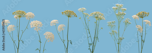 Many stems of various forest plants witn white flowers isolated on white background
