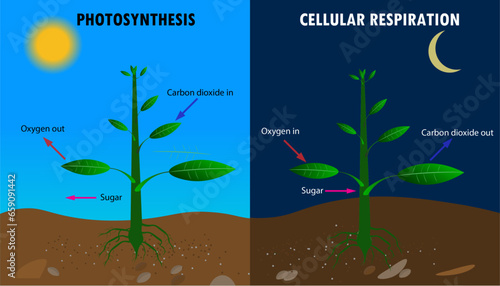 Diagram of Photosynthesis vs cellular respiration